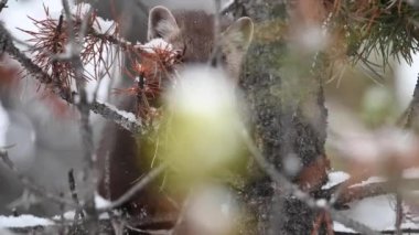 Kanada Kayalıklarında Marten