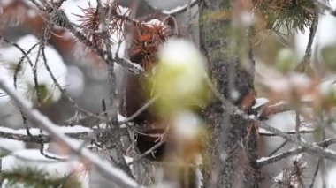 Kanada Kayalıklarında Marten