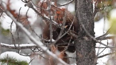 Kanada Kayalıklarında Marten
