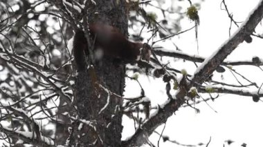 Kanada Kayalıklarında Marten