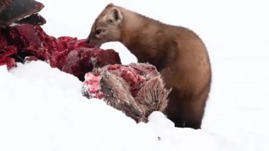 Kanada Kayalıklarında Marten