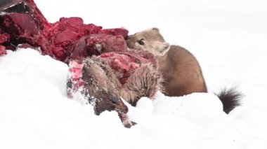 Kanada Kayalıklarında Marten