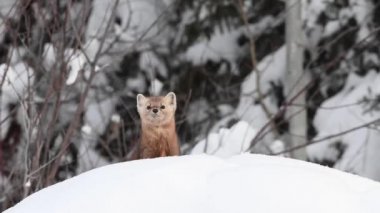 Kanada Kayalıklarında Marten