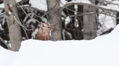 Kanada Kayalıklarında Marten