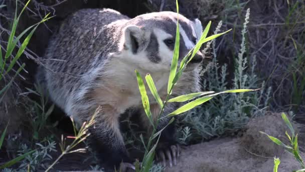 Badger Padang Rumput Kanada — Stok Video