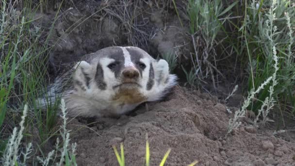 Badger Padang Rumput Kanada — Stok Video