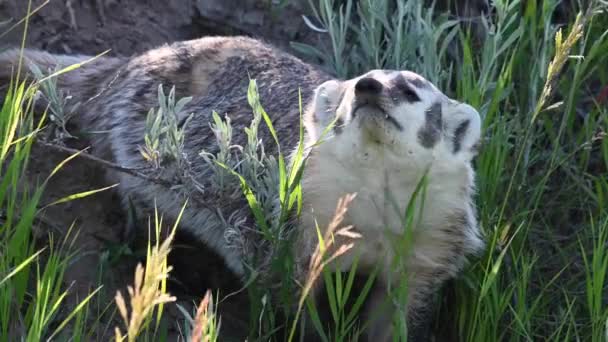 加拿大大草原上的獾 — 图库视频影像
