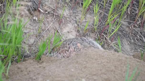 Badger Padang Rumput Kanada — Stok Video