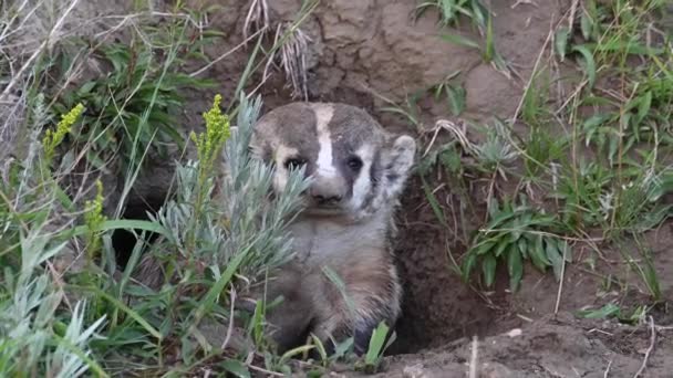 Badger Padang Rumput Kanada — Stok Video