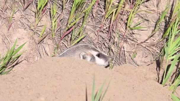 加拿大大草原上的獾 — 图库视频影像