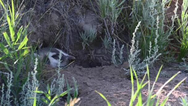Badger Padang Rumput Kanada — Stok Video