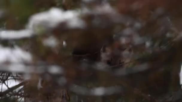 Marten Las Montañas Rocosas Canadienses — Vídeo de stock