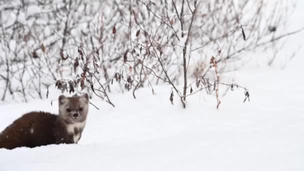 Marten Nelle Montagne Rocciose Canadesi — Video Stock