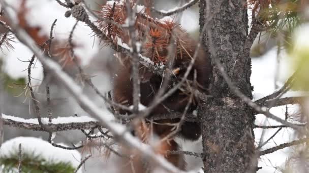 Marder Den Kanadischen Rocky Mountains — Stockvideo