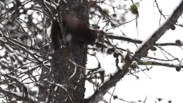 Marten Nelle Montagne Rocciose Canadesi — Video Stock