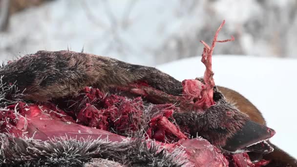 Marte Nas Montanhas Rochosas Canadenses — Vídeo de Stock