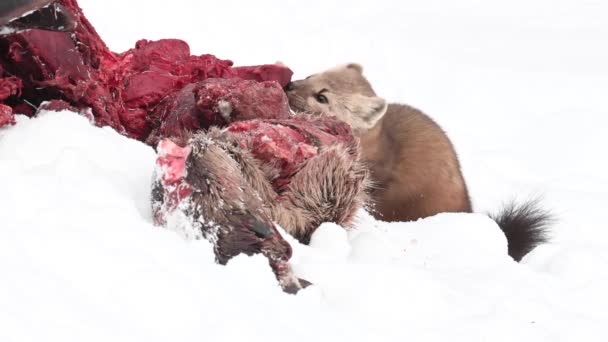 Marten Nelle Montagne Rocciose Canadesi — Video Stock