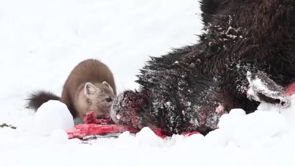 Marten Nelle Montagne Rocciose Canadesi — Video Stock