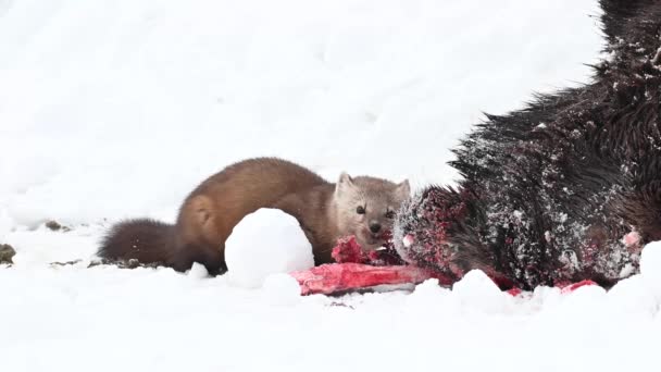 Marten Nelle Montagne Rocciose Canadesi — Video Stock