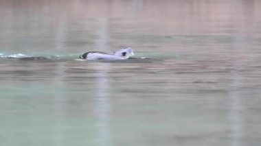 Kanada 'da su samuru.