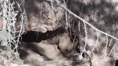 Kanada 'da su samuru.