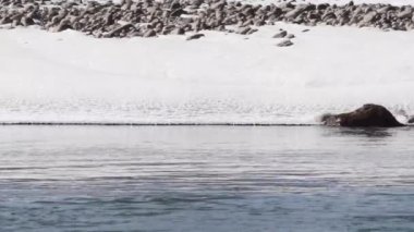 Kanada 'da su samuru.