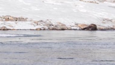 Kanada 'da su samuru.