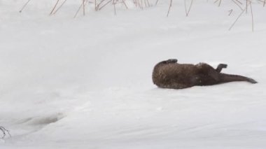 Kanada 'da su samuru.