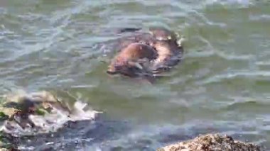 Kanada 'da su samuru.