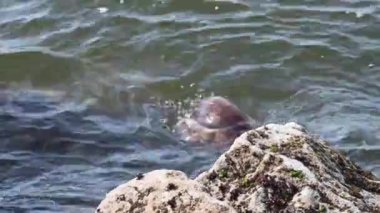 Kanada 'da su samuru.