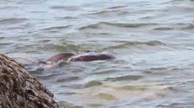 Kanada 'da su samuru.