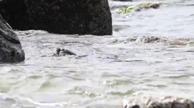 Kanada 'da su samuru.