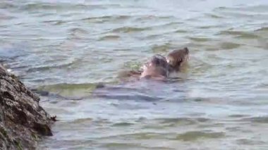 Kanada 'da su samuru.