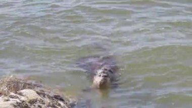 Kanada 'da su samuru.