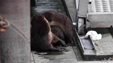 Kanada 'da su samuru.