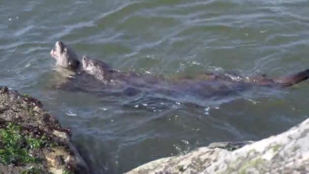 Lontra Rio Deserto Canadense — Vídeo de Stock