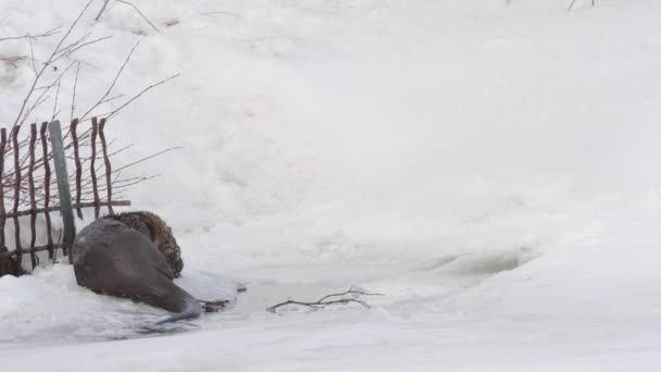 Nutria Del Río Desierto Canadiense — Vídeos de Stock