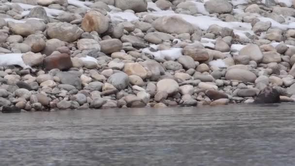 Rivierotter Canadese Wildernis — Stockvideo