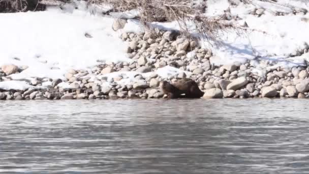 Vidră Râu Sălbăticia Canadiană — Videoclip de stoc