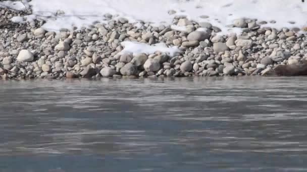 Nutria Del Río Desierto Canadiense — Vídeos de Stock