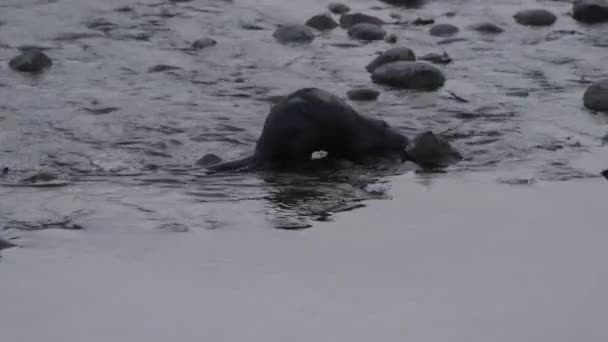 River Otter Canadian Wilderness — Stock Video