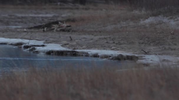 Nutria Del Río Desierto Canadiense — Vídeo de stock