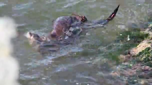 River Otter Canadian Wilderness — Stock Video