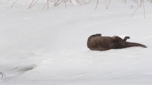 Loutre Rivière Dans Nature Sauvage Canadienne — Video