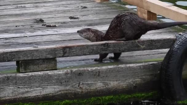 Rivierotter Canadese Wildernis — Stockvideo