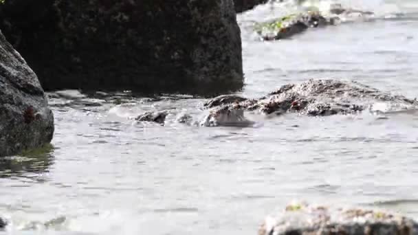 River Otter Canadian Wilderness — Stock Video