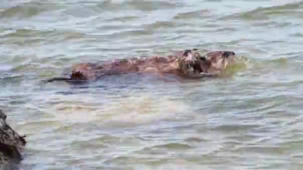 Flussotter Der Kanadischen Wildnis — Stockvideo