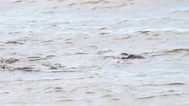 Loutre Rivière Dans Nature Sauvage Canadienne — Video