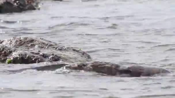 Loutre Rivière Dans Nature Sauvage Canadienne — Video