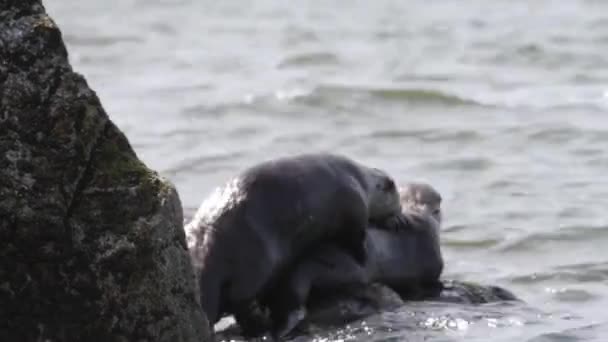 Loutre Rivière Dans Nature Sauvage Canadienne — Video